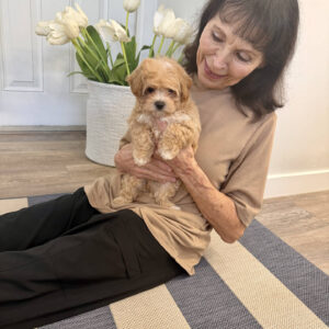 Fog - F Maltipoo Puppy - BPPP Litter --_