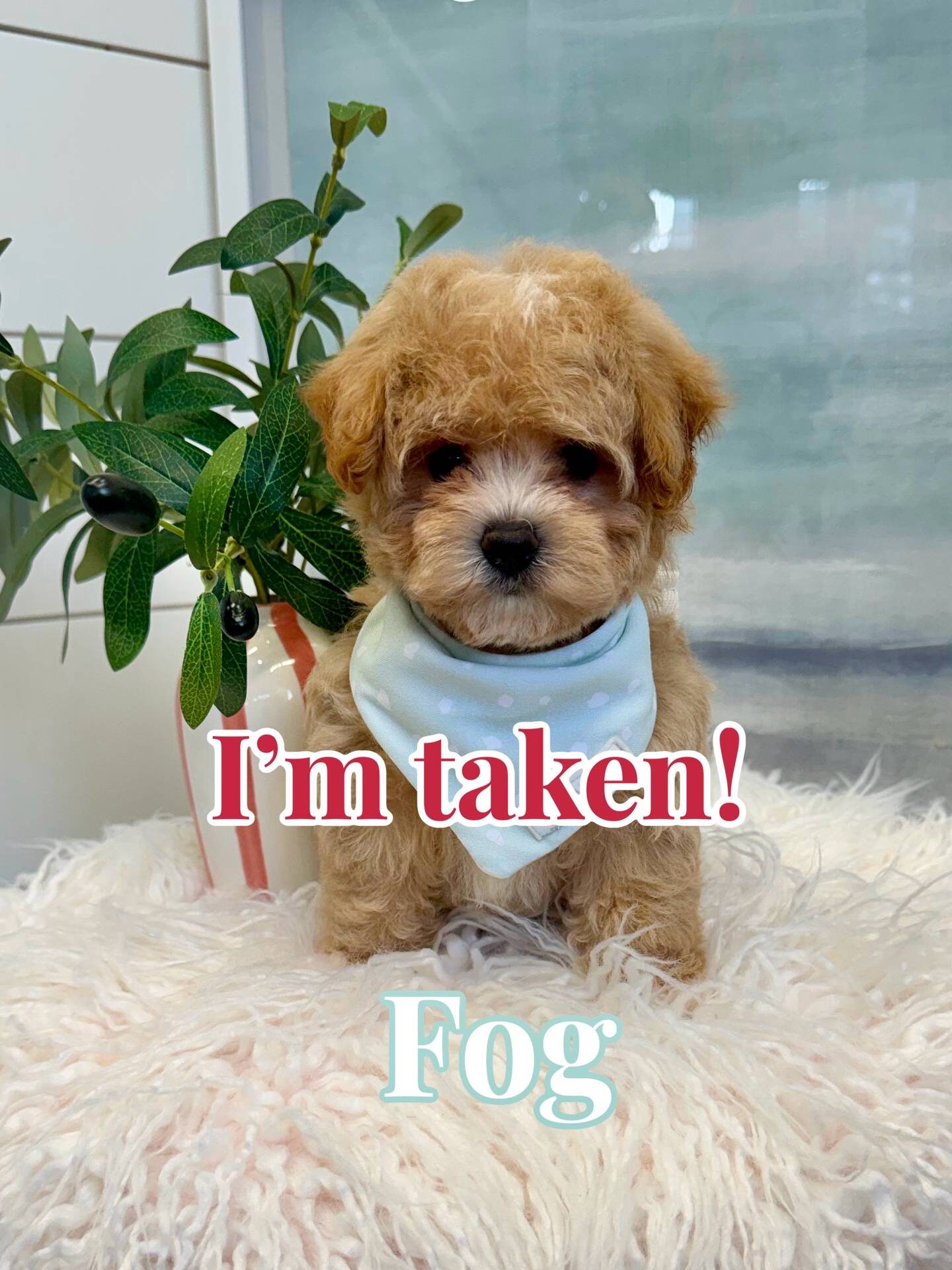 Fog - F Maltipoo Puppy - BPPP Litter --_Forever Home in Newtown Square- PA