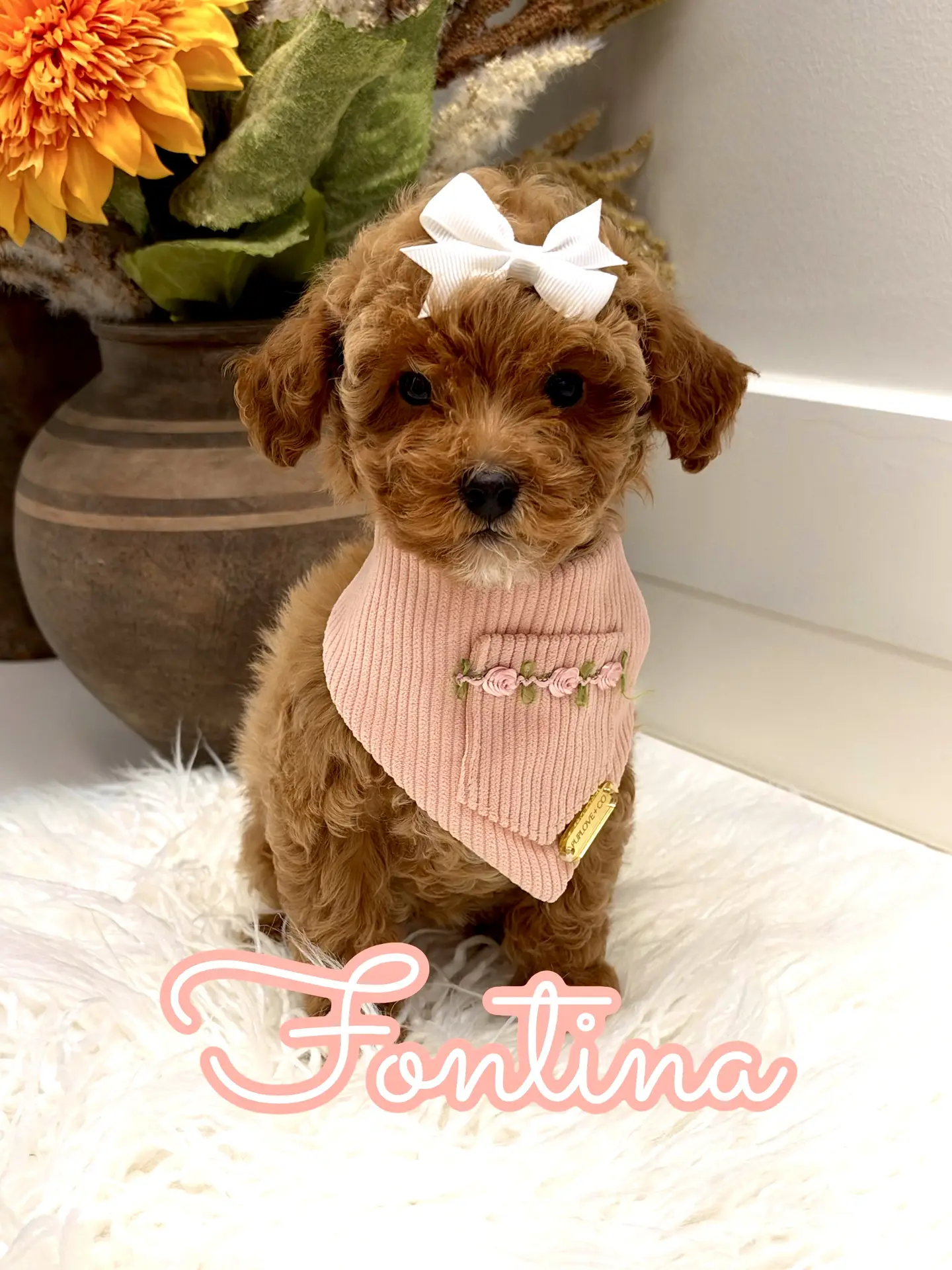 Fontina - FBB Toy Goldendoodle Puppy - Litter --_