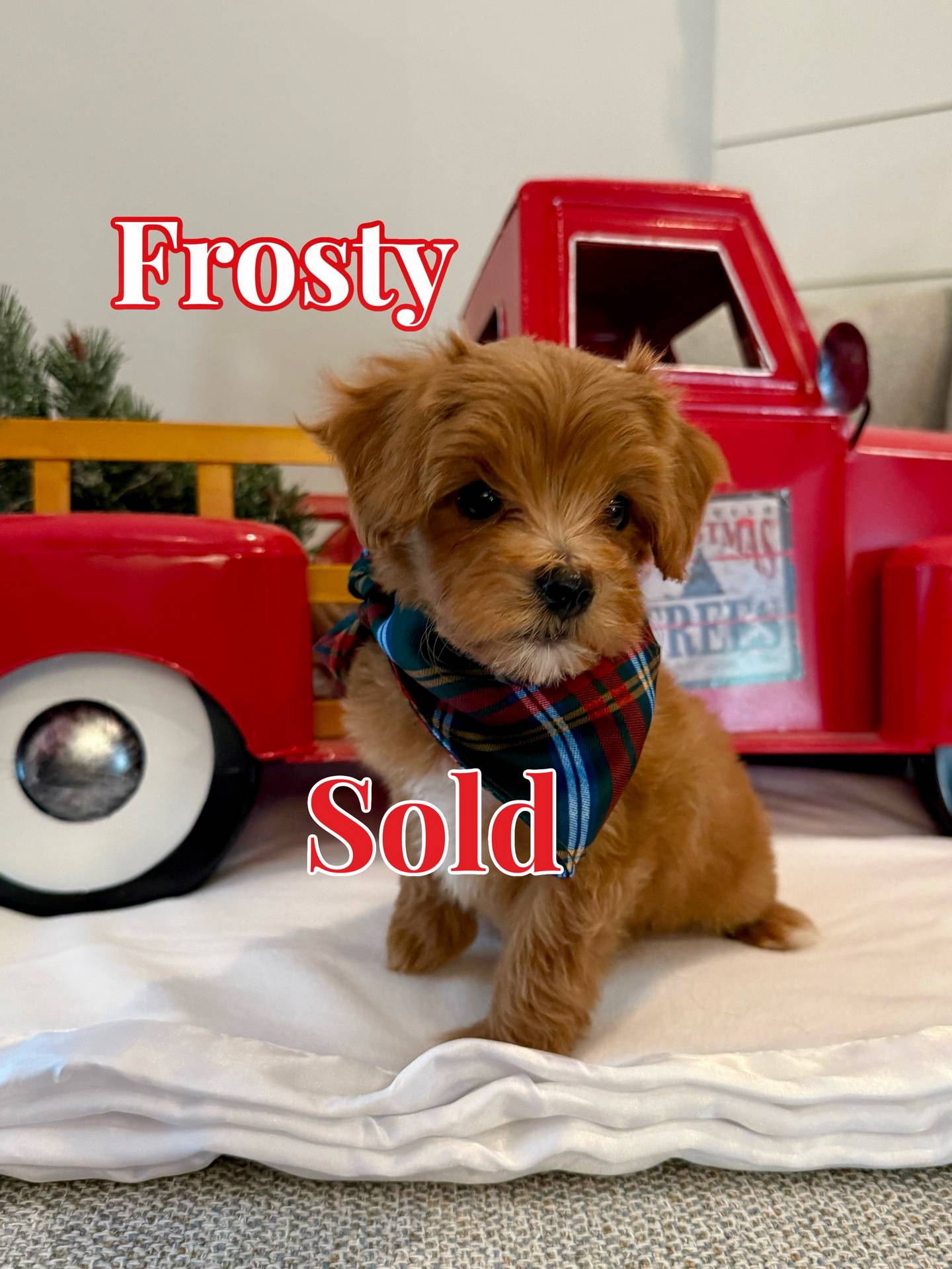 Frosty - Red White Male FB Maltipoo - BPPP - Forever Home in San Franciso- CA