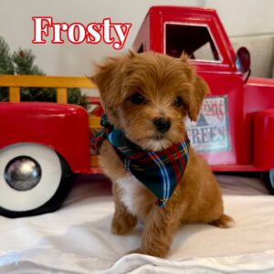 Frosty - Red White Male FB Maltipoo - BPPP_