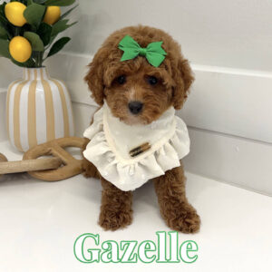Gazelle - FB Cavapoo Puppy - BPPP Litter --_