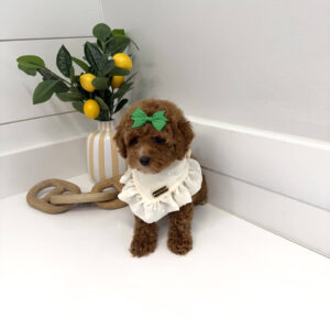 Gazelle - FB Cavapoo Puppy - BPPP Litter --_