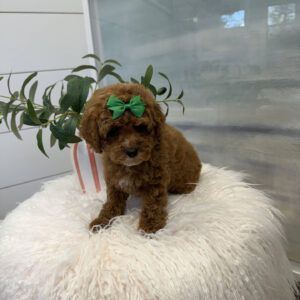 Gazelle - FB Cavapoo Puppy - BPPP Litter --_