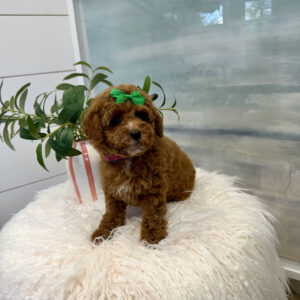 Gazelle - FB Cavapoo Puppy - BPPP Litter --_