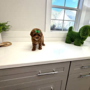 Gazelle - FB Cavapoo Puppy - BPPP Litter --_