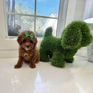 Gazelle - FB Cavapoo Puppy - BPPP Litter --_