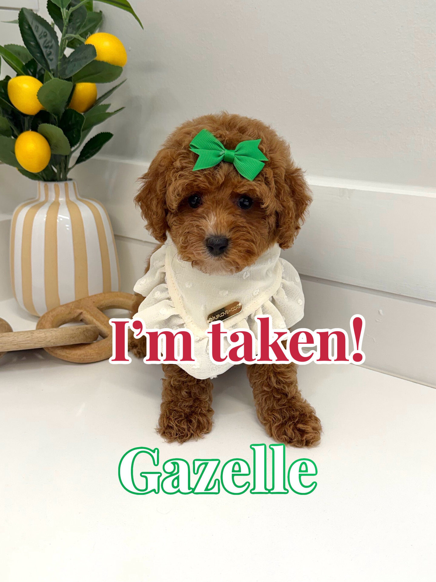 Gazelle - FB Cavapoo Puppy - BPPP Litter --_Forever Home in Huntington Beach- CA