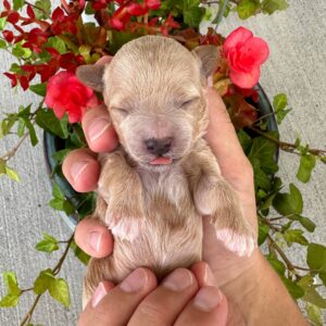 Gem - Male Toy Micro Goldendoodle