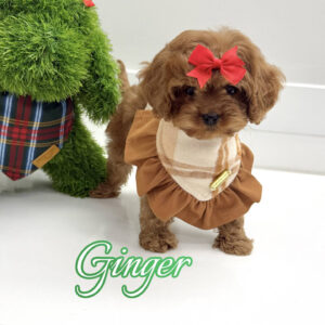 Ginger - F Cavapoo Puppy - BPPP Litter --_