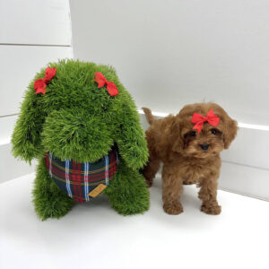 Ginger - F Cavapoo Puppy - BPPP Litter --_