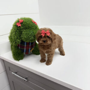 Ginger - F Cavapoo Puppy - BPPP Litter --_