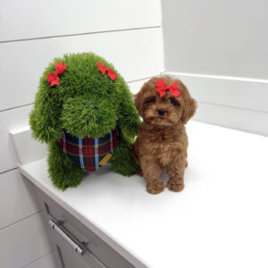 Ginger - F Cavapoo Puppy - BPPP Litter --_