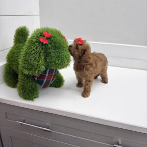 Ginger - F Cavapoo Puppy - BPPP Litter --_