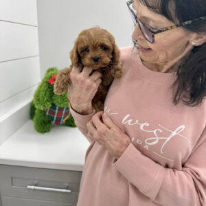 Ginger - F Cavapoo Puppy - BPPP Litter --_