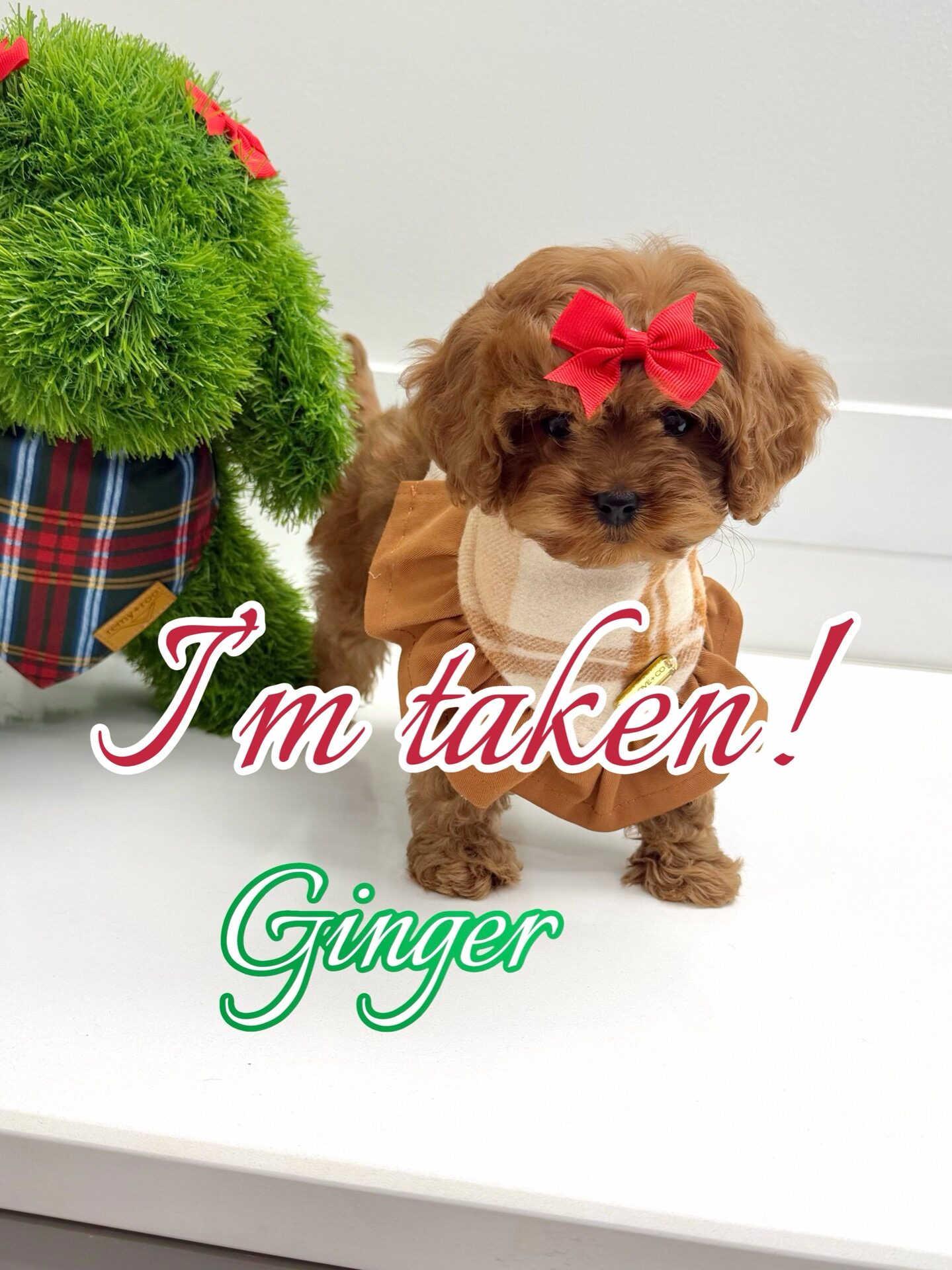 Ginger - F Cavapoo Puppy - BPPP Litter --_Forever Home in Centerville- GA
