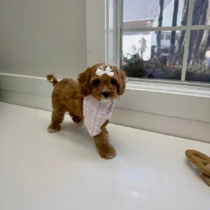 Ginger Spice - F Cavapoo Puppy - BPPP Litter --_