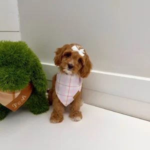 Ginger Spice - F Cavapoo Puppy - BPPP Litter --_