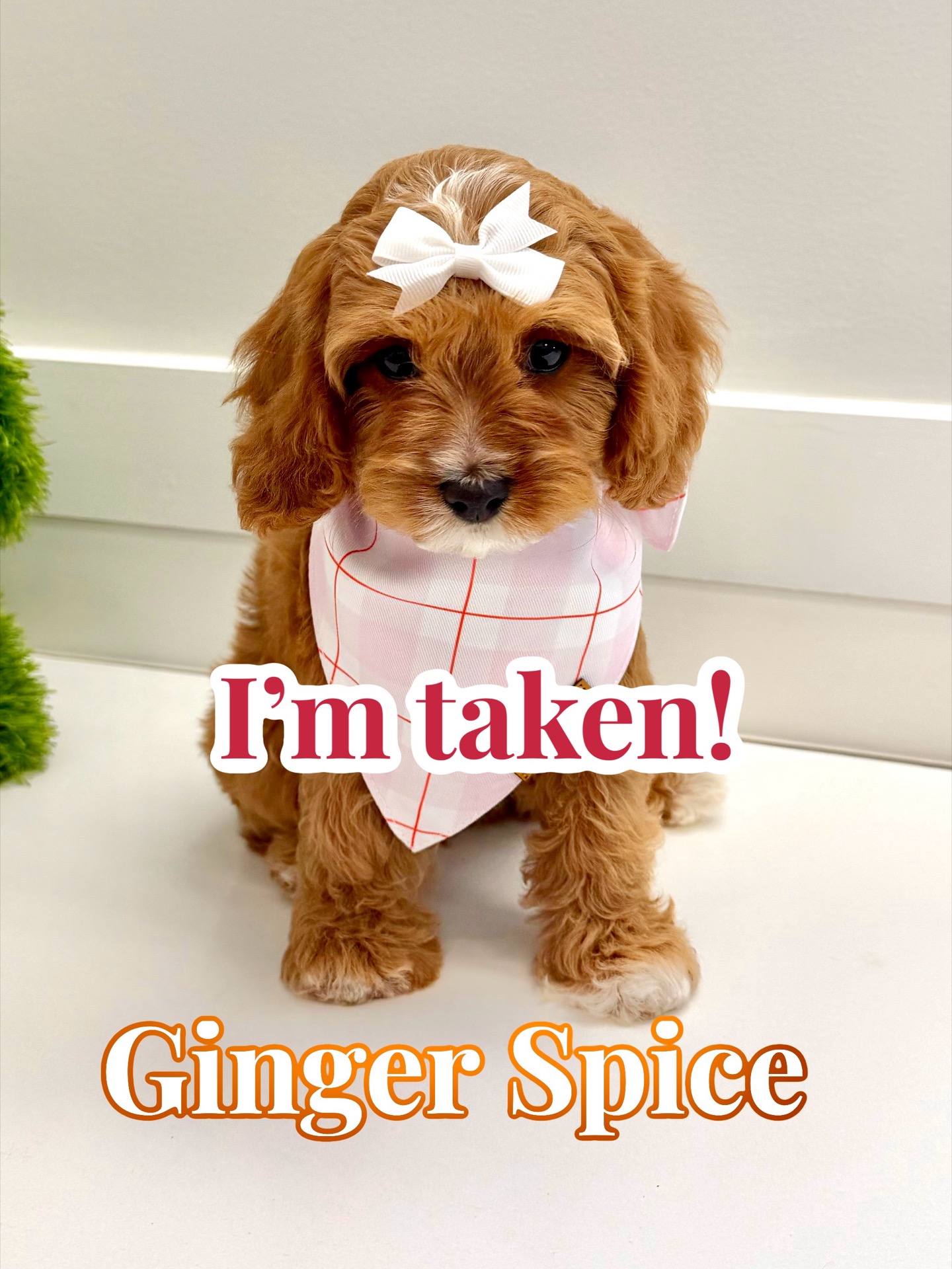 Ginger Spice - F Cavapoo Puppy - BPPP Litter --_ - Forever Home in Carrolton- GA