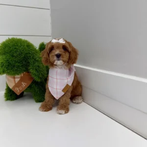 Ginger Spice - F Cavapoo Puppy - BPPP Litter --_