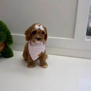 Ginger Spice - F Cavapoo Puppy - BPPP Litter --_