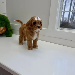 Ginger Spice - F Cavapoo Puppy - BPPP Litter --_