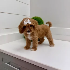 Ginger Spice - F Cavapoo Puppy - BPPP Litter --_