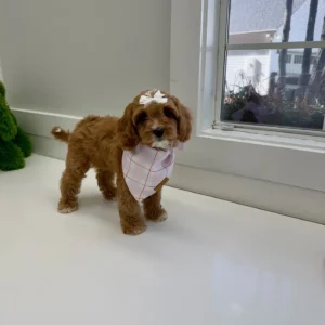 Ginger Spice - F Cavapoo Puppy - BPPP Litter --_