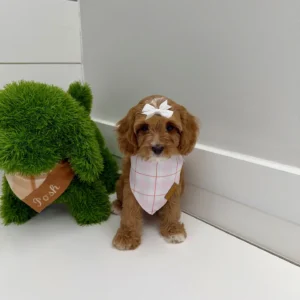 Ginger Spice - F Cavapoo Puppy - BPPP Litter --_