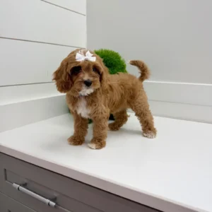 Ginger Spice - F Cavapoo Puppy - BPPP Litter --_