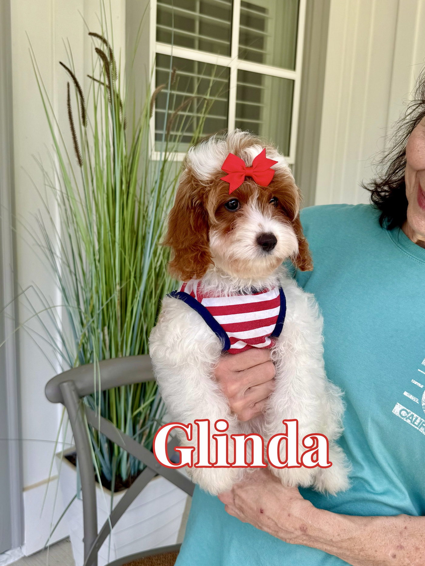 Glinda - F Cavapoo Puppy - Litter --_-
