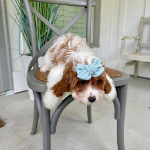 Glinda - F Cavapoo Puppy - Litter --_-