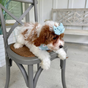 Glinda - F Cavapoo Puppy - Litter --_-