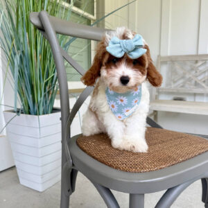 Glinda - F Cavapoo Puppy - Litter --_-
