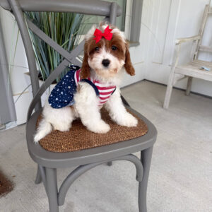 Glinda - F Cavapoo Puppy - Litter --_-