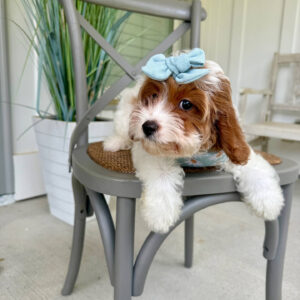 Glinda - F Cavapoo Puppy - Litter --_-