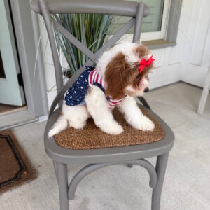 Glinda - F Cavapoo Puppy - Litter --_-