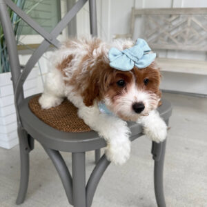 Glinda - F Cavapoo Puppy - Litter --_-