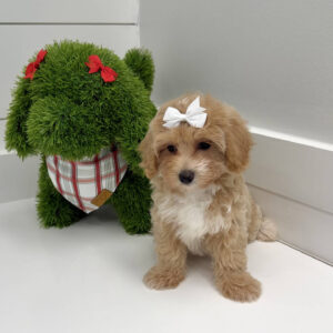 Gloria - F Maltipoo Puppy - BPPP Litter --_