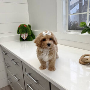Gloria - F Maltipoo Puppy - BPPP Litter --_