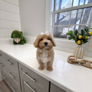 Gloria - F Maltipoo Puppy - BPPP Litter --_