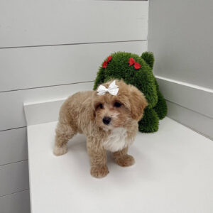 Gloria - F Maltipoo Puppy - BPPP Litter --_