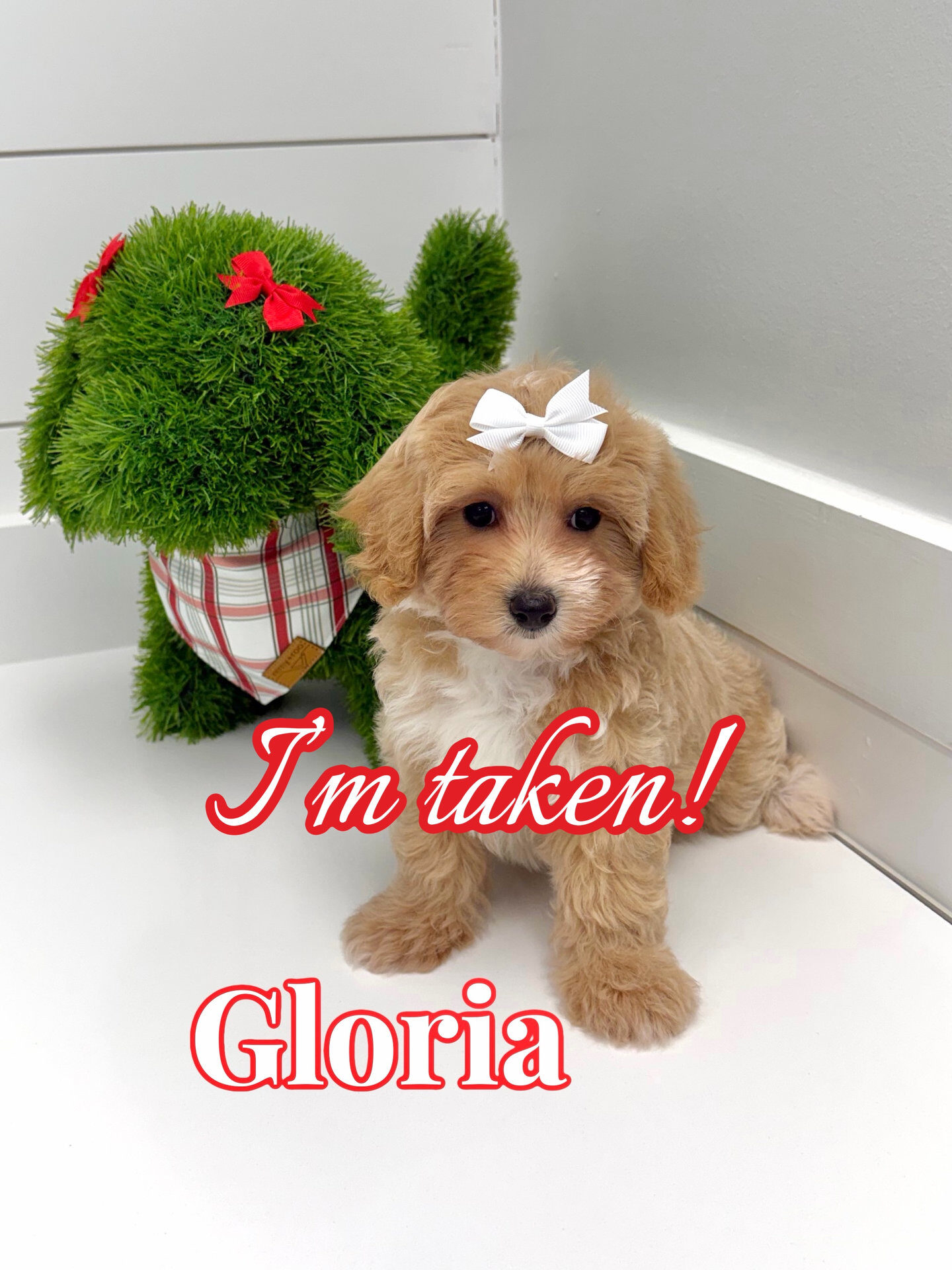 Gloria - F Maltipoo Puppy - BPPP Litter --_Forever Home in Tequesta- FL