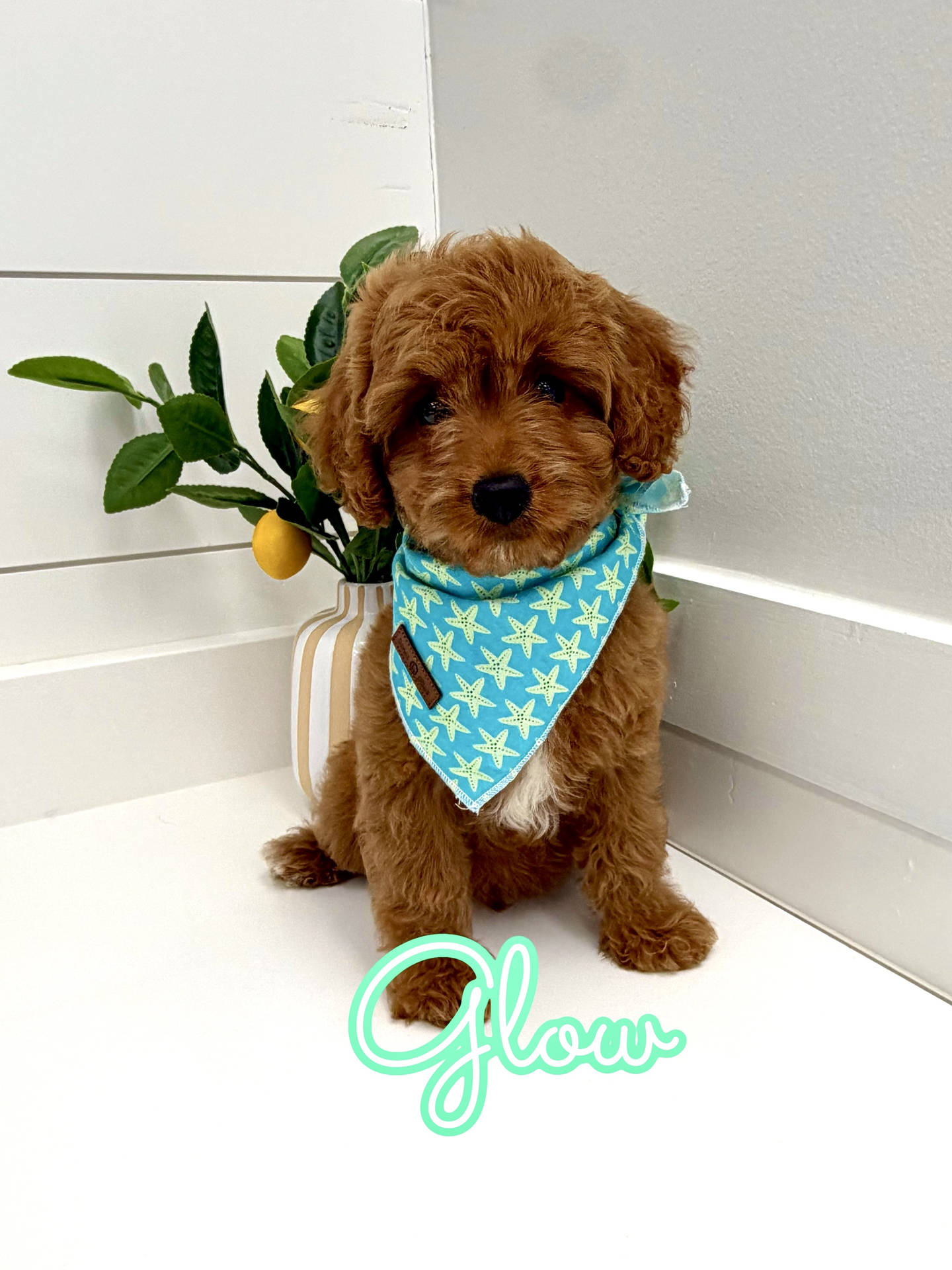 Glow - F Cavapoo Puppy - Litter --_