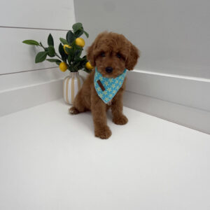 Glow - F Cavapoo Puppy - Litter --_