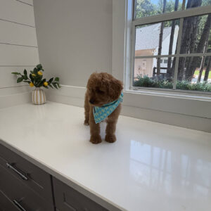 Glow - F Cavapoo Puppy - Litter --_