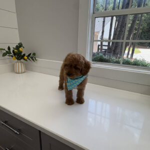 Glow - F Cavapoo Puppy - Litter --_