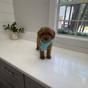 Glow - F Cavapoo Puppy - Litter --_