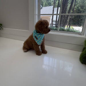 Glow - F Cavapoo Puppy - Litter --_