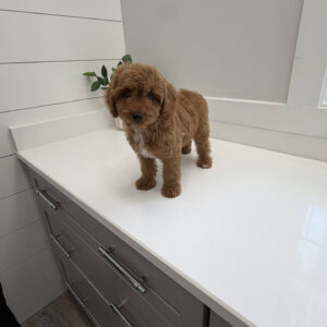 Glow - F Cavapoo Puppy - Litter --_